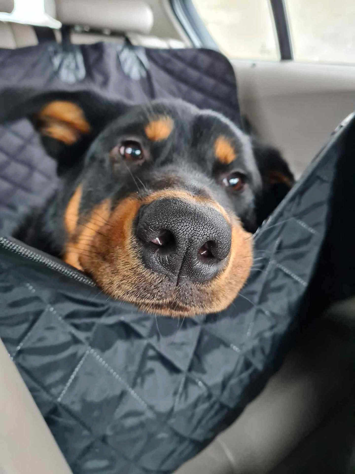 Koda a rejoint le concours — aidez-le/la à gagner de superbes lots ! animal, black, car_interior, close_up, comfort, dog, ears, eyes, fur, headrest, nose, pet, portrait, quilted, rottweiler, seat_cover, snout, travel, vehicle, window