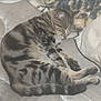 Cookie joined the competition — help win amazing prizes! cat, tabby, sleeping, mattress, blanket, pillow, indoor, pet, feline, resting, cozy, fur, striped, animal, domestic, cute, relaxed, home, comfort, nap