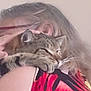 cat, tabby, person, hug, close_up, sleepy, pet, animal, indoor, soft_focus, warm, comfort, affection, fur, paw, face, shoulder, red_clothing, pattern, human