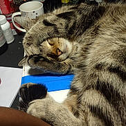 Cookie is registered to the contest to win money with this photo: cat, tabby, sleeping, paw, face, fur, resting, indoor, desk, mug, clutter, household_items, cozy, closeup, pet, feline, striped, relaxed, cute, nap