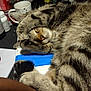 cat, tabby, sleeping, paw, face, fur, resting, indoor, desk, mug, clutter, household_items, cozy, closeup, pet, feline, striped, relaxed, cute, nap