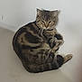Cookie is registered to the contest to win money with this photo: cat, tabby, animal, pet, fur, whiskers, ears, tail, indoor, bathtub, curled_up, resting, looking, mammal, feline, domestic, cute, relaxed, striped, closeup