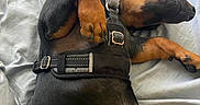 Darwin is registered to the contest to win money with this photo: dog, sleeping, bed, black_and_tan, harness, paw, fur, relaxing, domestic_animal, pet, canine, resting, indoors, cozy, close_up, animal, sleep, mammal, quiet, comfort