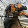 dog, sleeping, bed, black_and_tan, harness, paw, fur, relaxing, domestic_animal, pet, canine, resting, indoors, cozy, close_up, animal, sleep, mammal, quiet, comfort