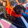 Darwin is registered to the contest to win money with this photo: dog, life_jacket, paddleboard, water, outdoor, summer, people, sunlight, lake, nature, pet, recreation, adventure, black_dog, small_dog, canine, board, fun, vacation, activity