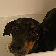 Darwin is registered to the contest to win money with this photo: dog, wet, bathtub, close_up, pet, animal, black, brown, ears, face, snout, water, indoor, expression, cute, looking, fur, muzzle, portrait, canine