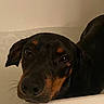 dog, wet, bathtub, close_up, pet, animal, black, brown, ears, face, snout, water, indoor, expression, cute, looking, fur, muzzle, portrait, canine