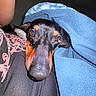Darwin is registered to the contest to win money with this photo: dog, doberman, blanket, blue_blanket, close_up, pet, snuggling, resting, indoor, person, leg, black_pants, pink_design, fur, animal, cozy, portrait, cute, companion, comfort