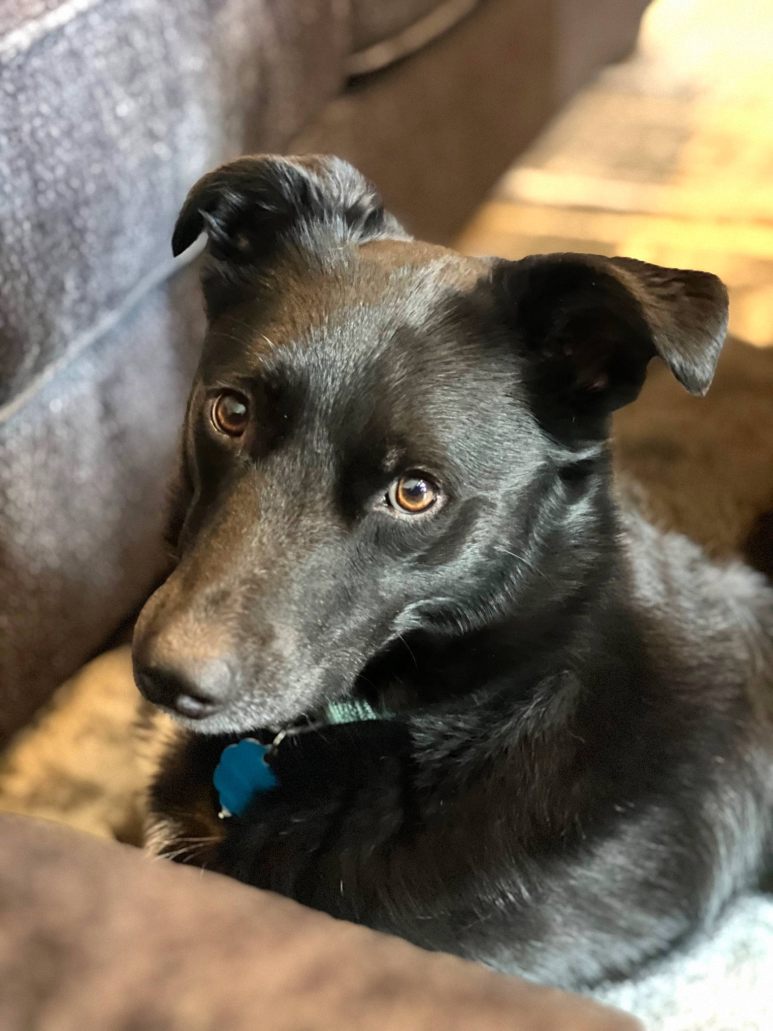 Bently is registered to the contest to win money with this photo: borador, canidae, carnivore, collar, companion_dog, dog, dog_breed, dog_collar, dog_supply, fur, guard_dog, hunting_dog, plant, snout, sporting_group, street_dog, terrestrial_animal, whiskers, working_animal, working_dog