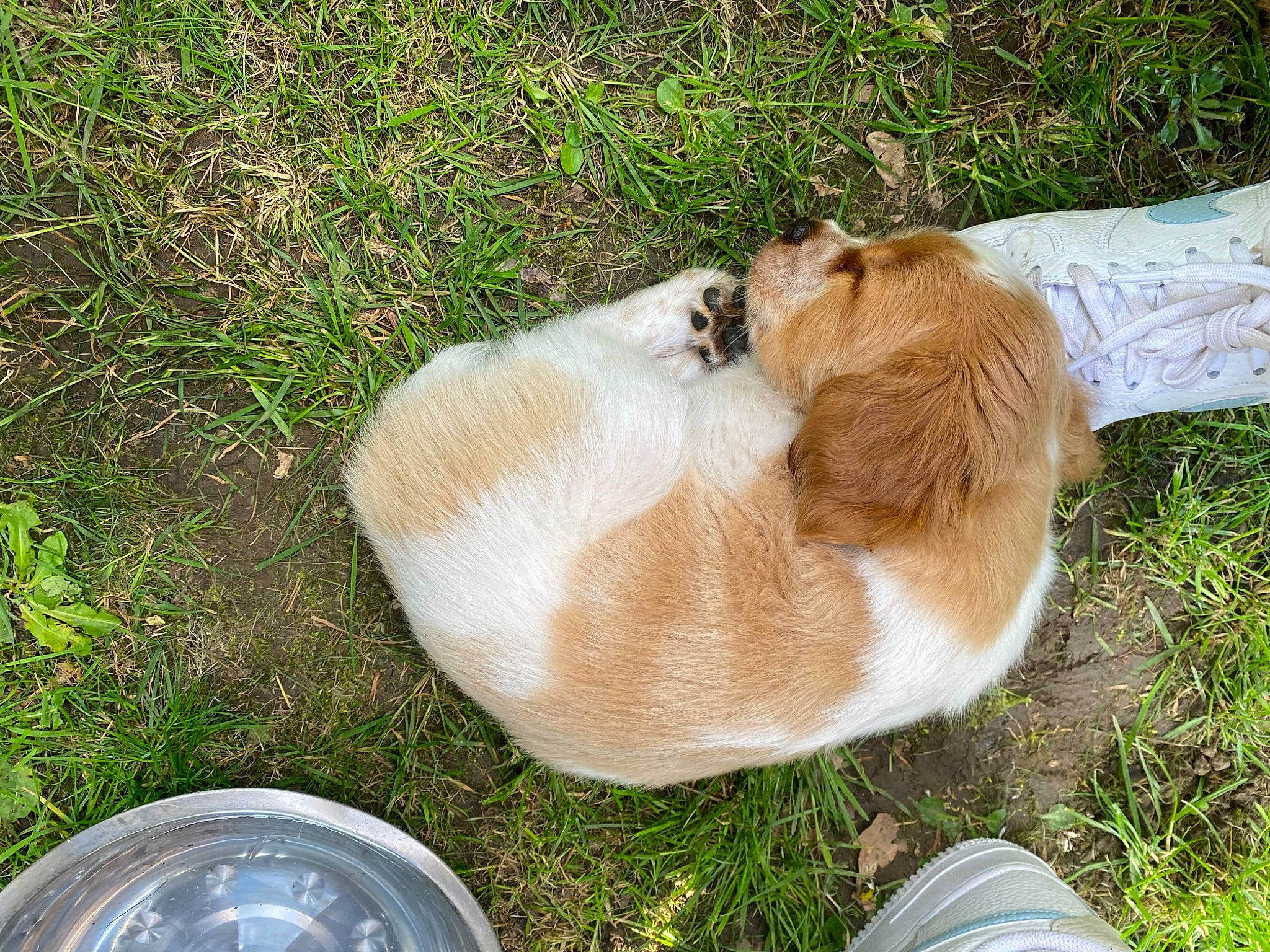 Ryder joined the competition — help win amazing prizes! carnivore, companion_dog, dog, dog_breed, edible_mushroom, fashion_accessory, fawn, felidae, foot, fur, grass, human_leg, liver, plant, snout, soil, tail, working_animal