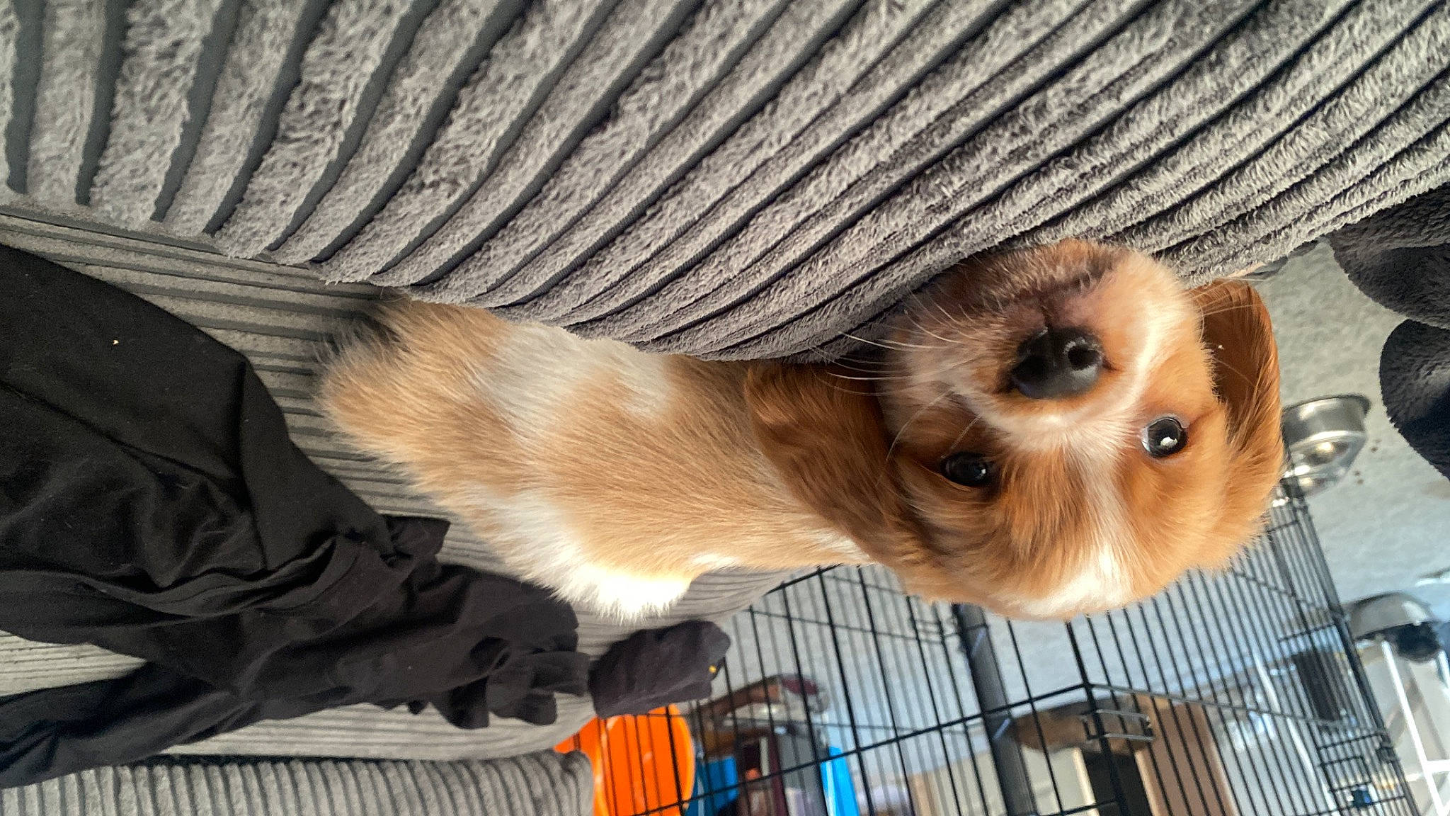 Ryder joined the competition — help win amazing prizes! canidae, carnivore, claw, companion_dog, dog, dog_breed, fawn, fur, liver, mustelidae, paw, pet_supply, puppy, snout, sporting_group, tail, terrestrial_animal, toy_dog, whiskers, wood