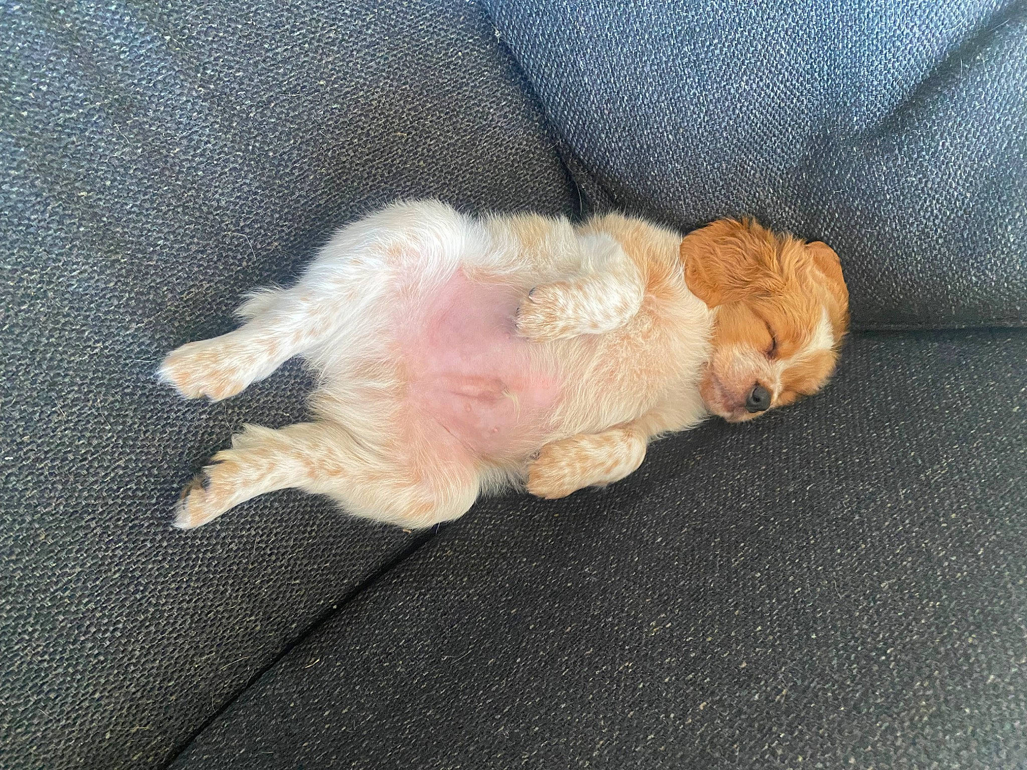 Ryder is registered to the contest to win money with this photo: canidae, carnivore, claw, comfort, companion_dog, dog_breed, fawn, felidae, fur, linens, liver, paw, small_to_medium_sized_cats, snout, sporting_group, stuffed_toy, tail, toy, whiskers, wood