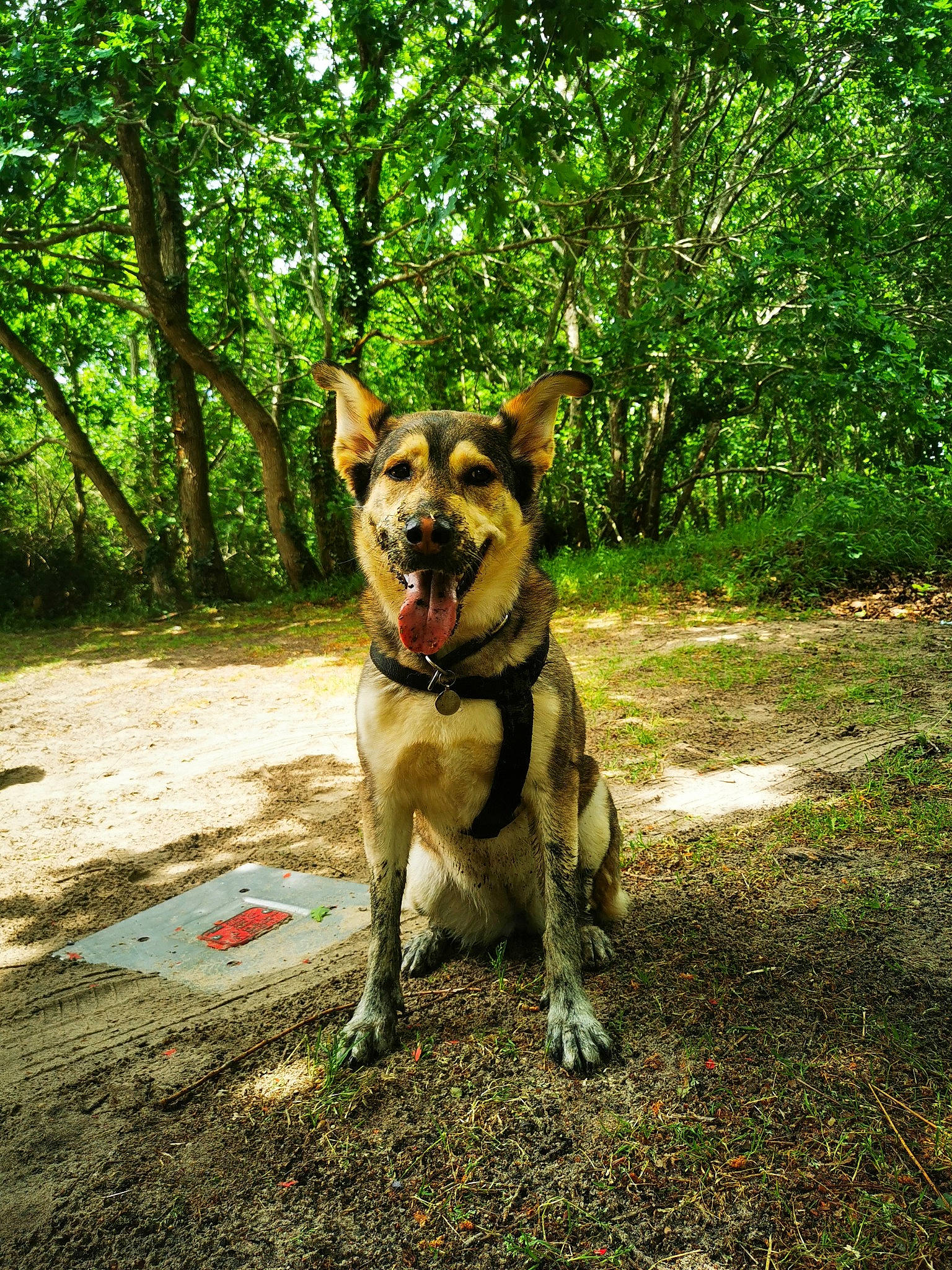Aoi participe au concours pour gagner de l'argent avec cette photo : adventure, canidae, carnivore, collar, companion_dog, dog, dog_breed, dog_collar, fawn, grass, leash, non_sporting_group, plant, snout, sporting_group, tail, tree, walking, working_animal, working_dog