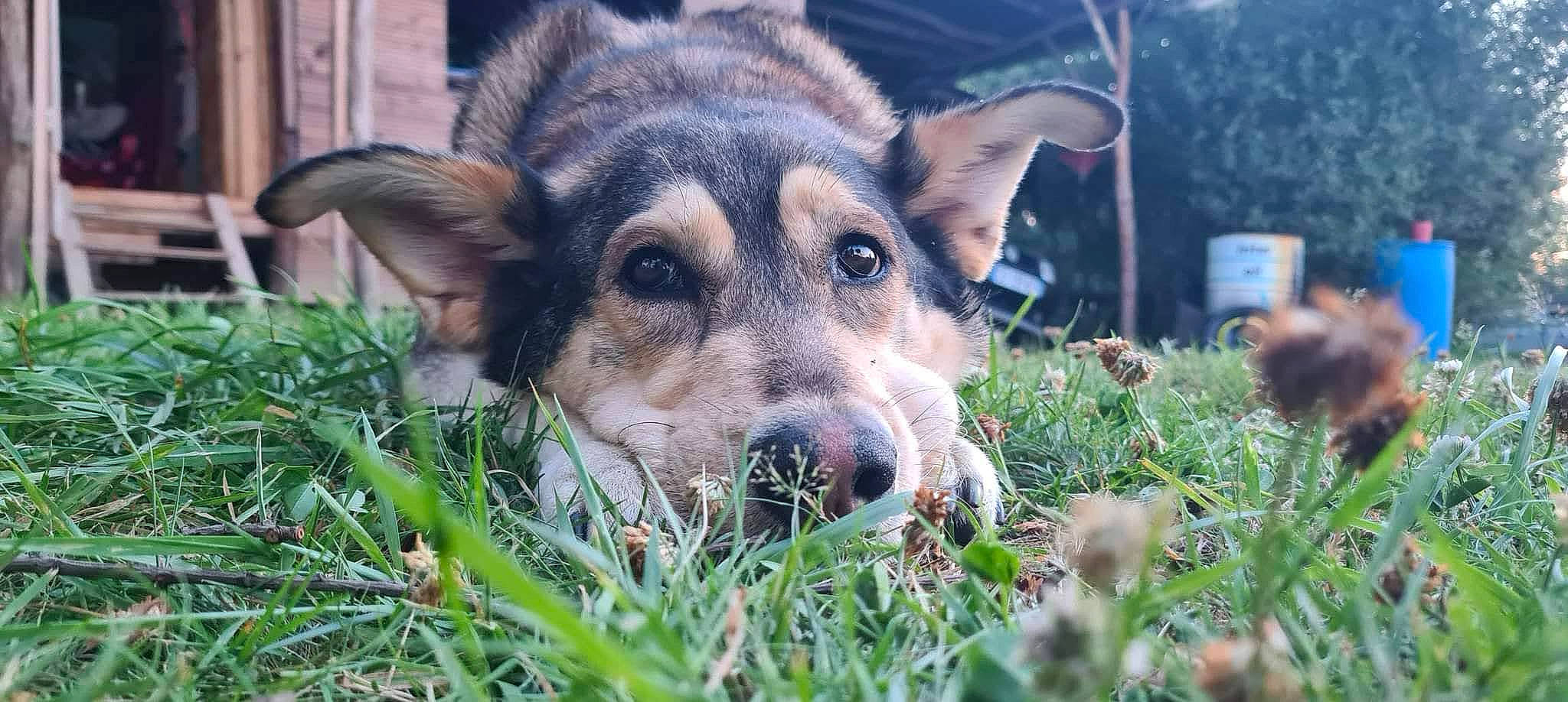Aoi participe au concours pour gagner de l'argent avec cette photo : art, canidae, canis, carnivore, dog, dog_breed, east_european_shepherd, eye, fawn, fur, german_shepherd_dog, grass, herbaceous_plant, plant, snout, sporting_group, terrestrial_animal, whiskers, working_animal, working_dog