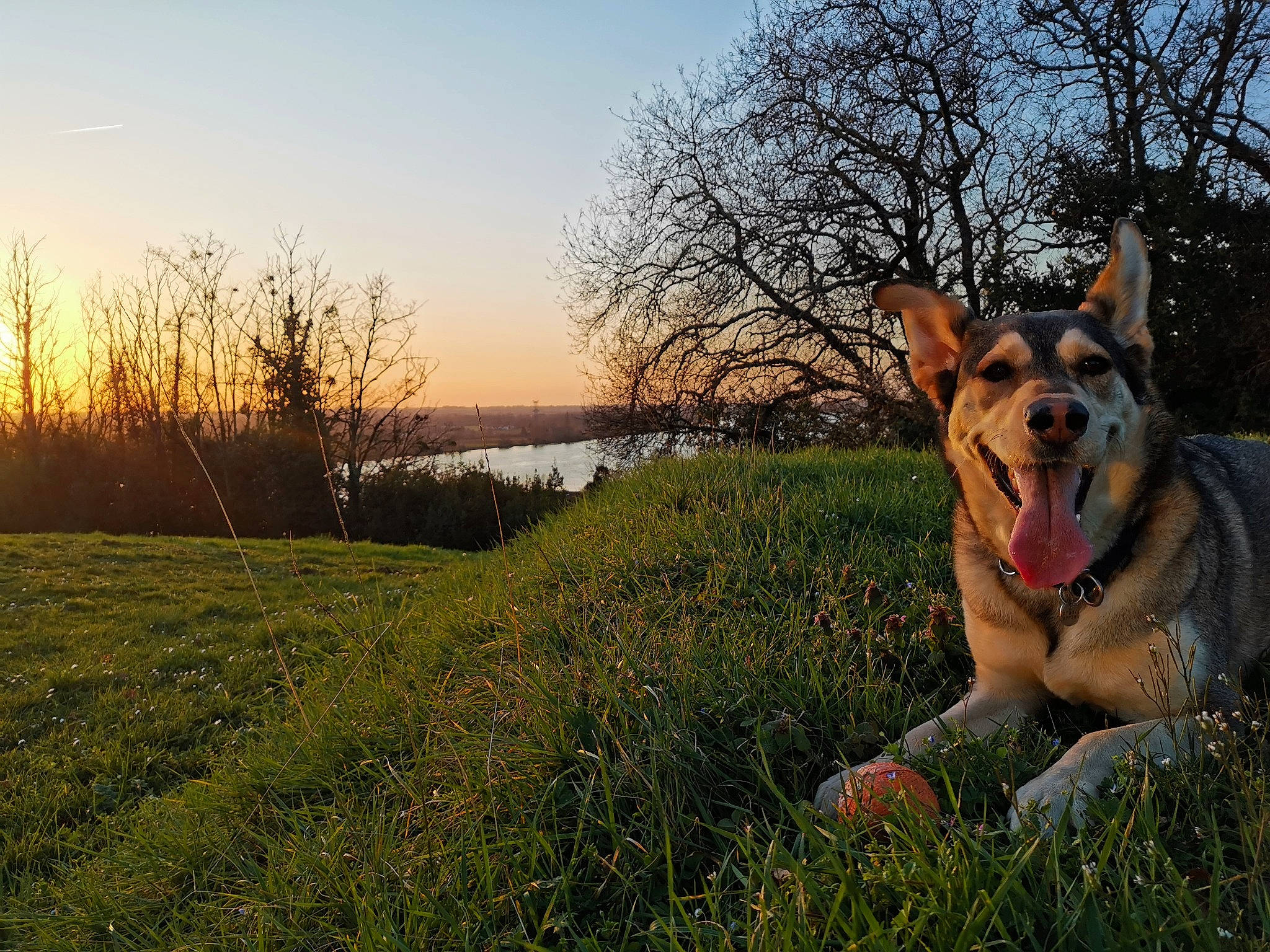 Aoi participe au concours pour gagner de l'argent avec cette photo : carnivore, companion_dog, dog, dog_breed, fawn, german_shepherd_dog, grass, grassland, happy, herding_dog, lake, landscape, natural_landscape, people_in_nature, plant, sky, snout, tree, water, wildlife