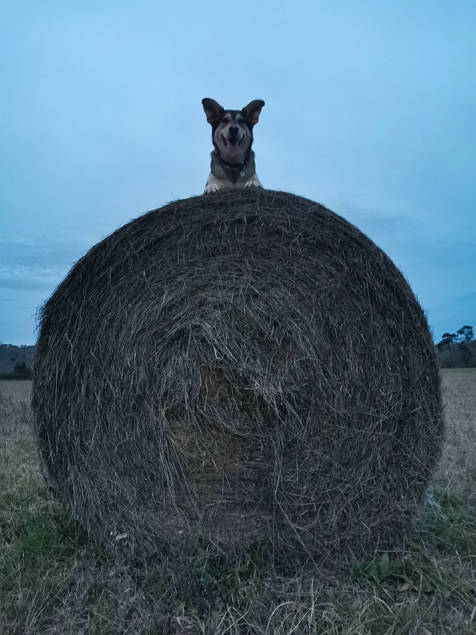 Aoi participe au concours pour gagner de l'argent avec cette photo : ancient_history, art, automotive_tire, circle, environmental_art, field, grass, grassland, hay, history, landscape, monument, rock, sky, soil, steppe, tower, tree, trunk, wood