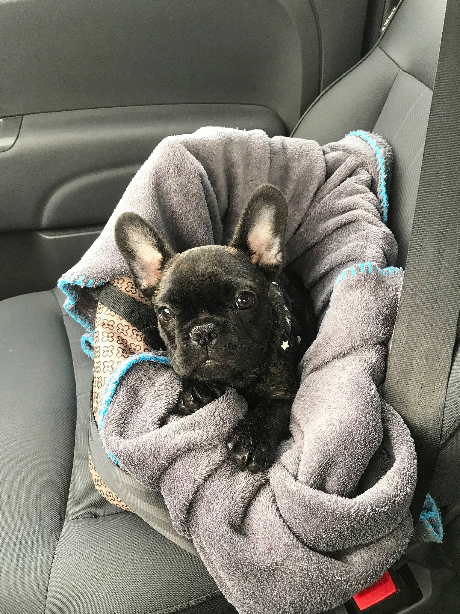 Pixie a rejoint le concours — aidez-le/la à gagner de superbes lots ! canidae, car, car_seat, car_seat_cover, carnivore, comfort, companion_dog, dog, dog_breed, fawn, french_bulldog, non_sporting_group, puppy, seat_belt, snout, sporting_group, toy_dog, vehicle