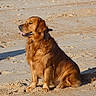 Sam participe au concours pour gagner de l'argent avec cette photo : dog, golden_retriever, beach, sand, sunlight, outdoor, pet, animal, sitting, canine, fur, tongue, relaxed, nature, daytime, mammal, portrait, companion, friendly, cute