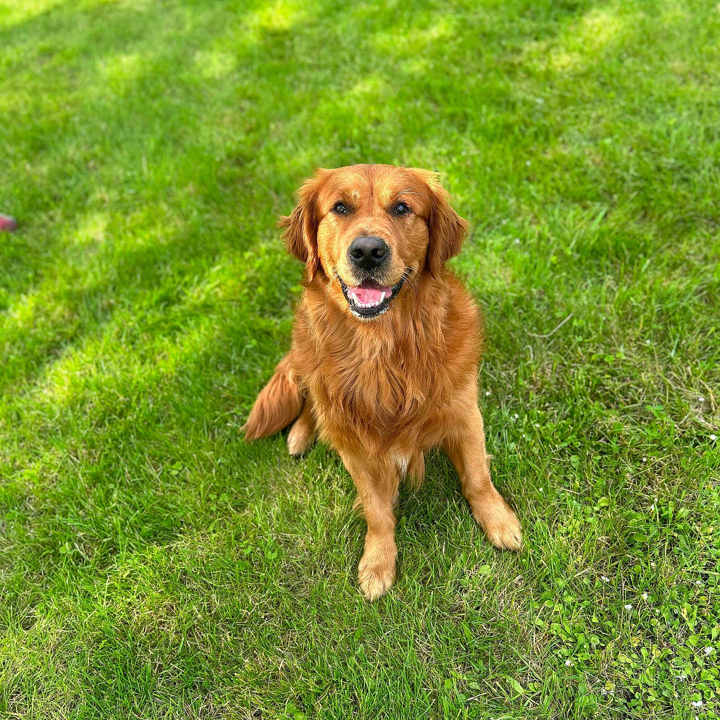 Sam a rejoint le concours — aidez-le/la à gagner de superbes lots ! dog, golden_retriever, grass, outdoor, pet, canine, happy, smiling, animal, fur, nature, greenery, sunlight, sitting, friendly, playful, mammal, domestic_animal, cute, portrait