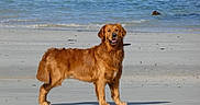 Sam a rejoint le concours — aidez-le/la à gagner de superbes lots ! dog, golden_retriever, beach, sand, ocean, water, animal, pet, canine, outdoor, nature, sea, waves, sunlight, fur, mammal, summer, happy, standing, collar