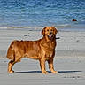 dog, golden_retriever, beach, sand, ocean, water, animal, pet, canine, outdoor, nature, sea, waves, sunlight, fur, mammal, summer, happy, standing, collar