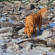Sam participe au concours pour gagner de l'argent avec cette photo : dog, golden_retriever, beach, rocks, sand, seaweed, water, outdoor, nature, animal, sniffing, curious, daylight, coast, shore, pet, mammal, fur, tail, exploring