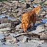 dog, golden_retriever, beach, rocks, sand, seaweed, water, outdoor, nature, animal, sniffing, curious, daylight, coast, shore, pet, mammal, fur, tail, exploring