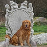 Sam participe au concours pour gagner de l'argent avec cette photo : dog, golden_retriever, throne, stone_throne, sculpture, cherub, outdoor, grass, rock, tree, nature, pet, animal, portrait, sitting, canine, statue, garden, park, relaxed