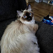 Azlo a rejoint le concours — aidez-le/la à gagner de superbes lots ! cat, fluffy, blue_eyes, couch, indoor, wooden_floor, furniture, pet, curious, lounging, cozy, whiskers, long_hair, domestic, animal, relaxed, home, soft, cute, portrait