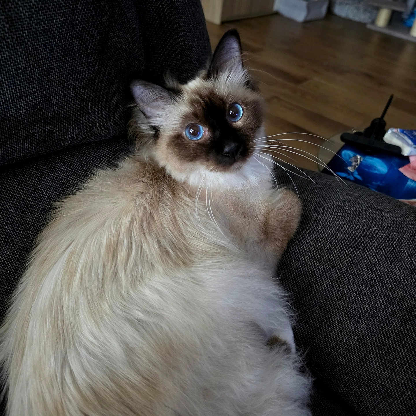 Azlo a rejoint le concours — aidez-le/la à gagner de superbes lots ! cat, fluffy, blue_eyes, couch, indoor, wooden_floor, furniture, pet, curious, lounging, cozy, whiskers, long_hair, domestic, animal, relaxed, home, soft, cute, portrait
