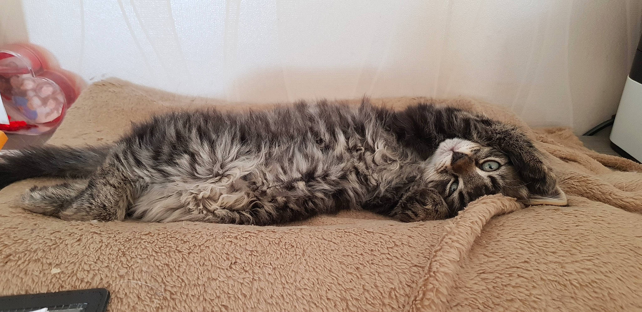 Smoocky