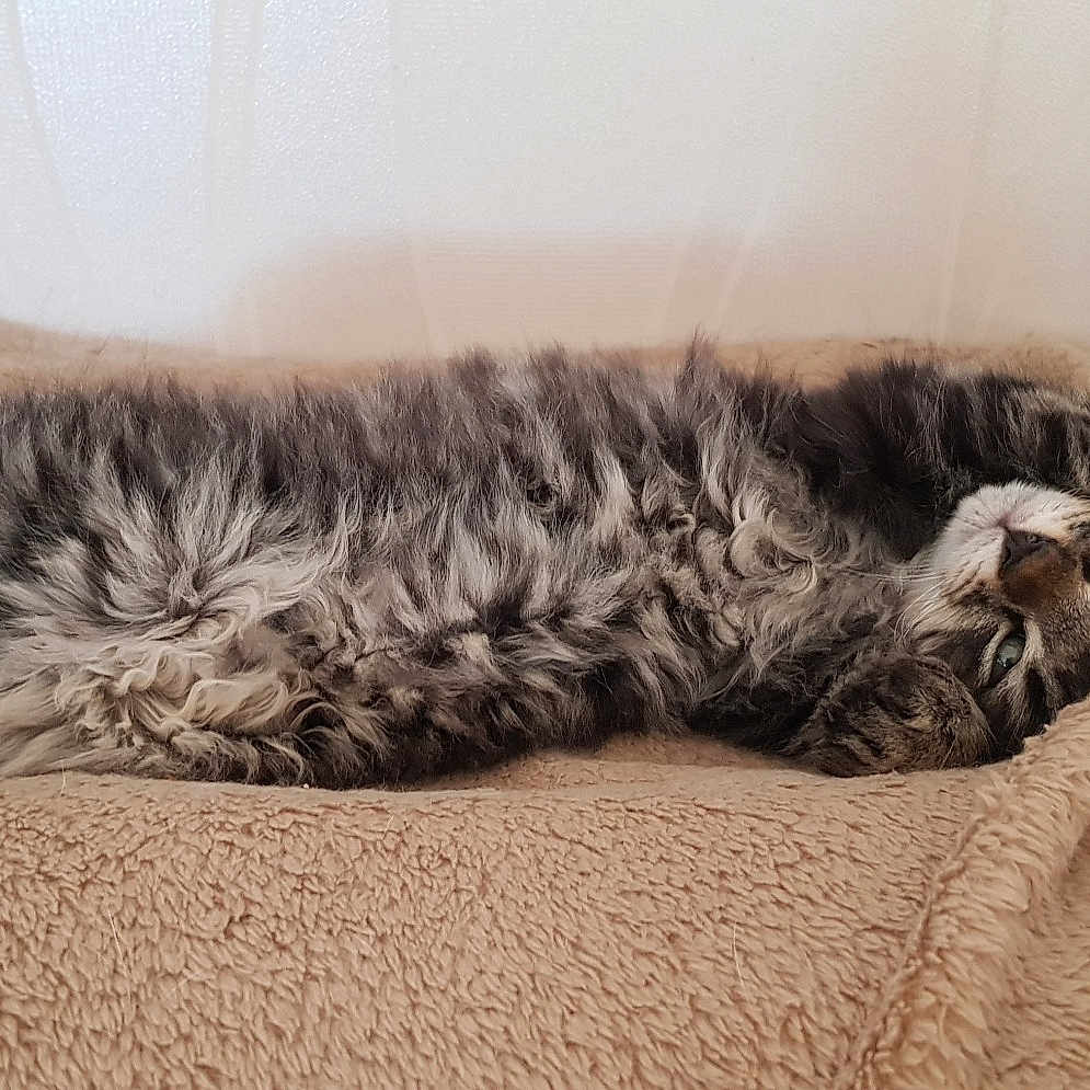 Smoocky