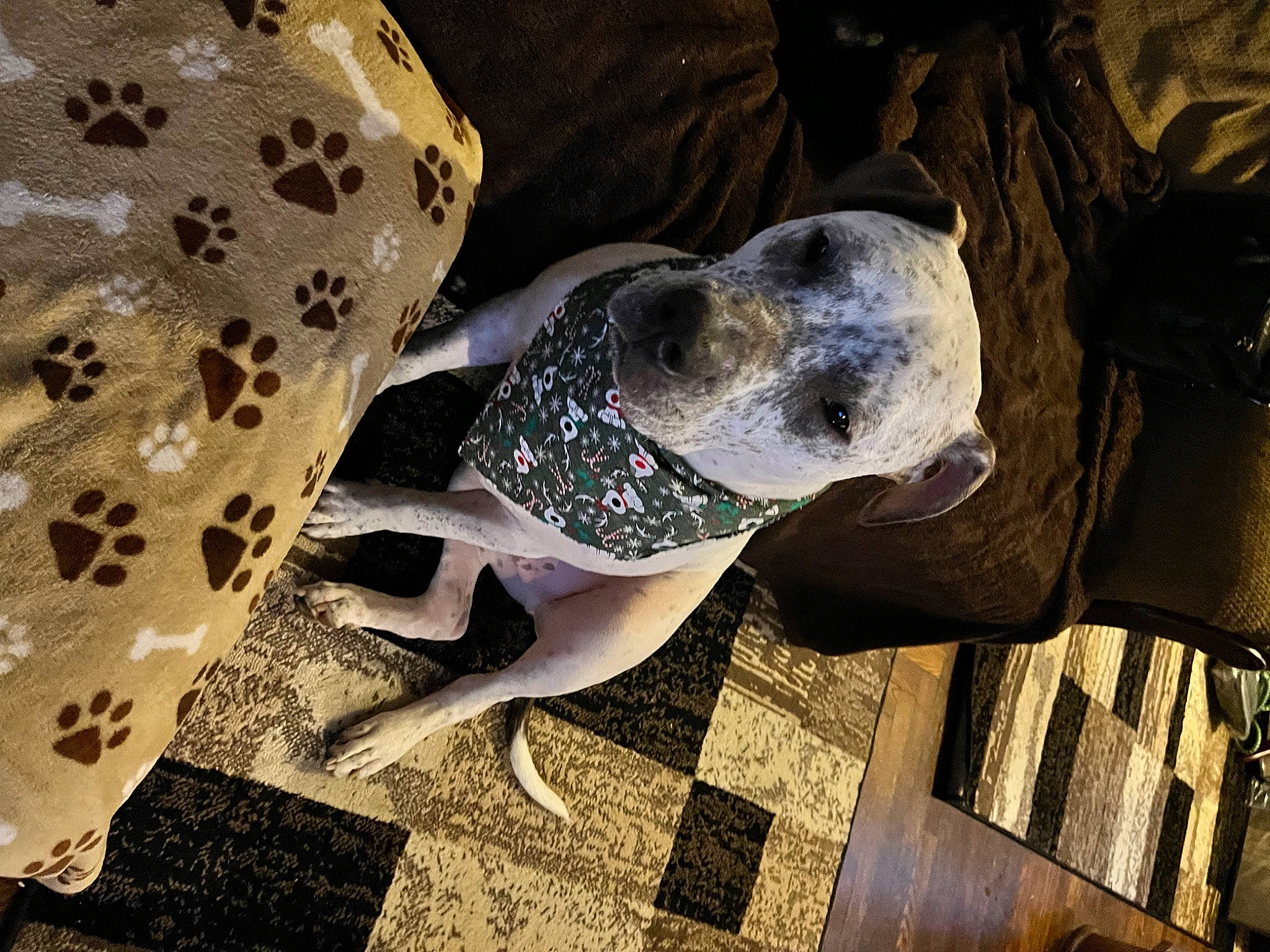 Champ is registered to the contest to win money with this photo: canidae, carnivore, comfort, companion_dog, dog, dog_breed, dog_supply, fashion_accessory, fawn, flooring, human_leg, metal, pattern, personal_protective_equipment, snout, sporting_group, terrestrial_animal, visual_arts, wood, working_animal