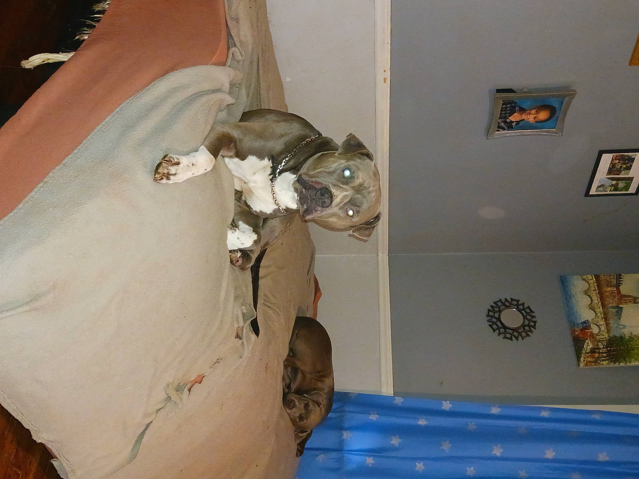 Razor joined the competition — help win amazing prizes! ceiling, fawn, floor, flooring, house, human_leg, linens, machine, molding, non_sporting_group, paper, paper_product, plaster, room, sculpture, tail, visual_arts, wood, working_animal