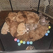 The Hybrid Breed is registered to the contest to win money with this photo: puppy, dog, playpen, bed, fluffy, toy, indoor, sleeping, resting, brown, colorful, pet, animal, cute, young, fur, floor, enclosure, relaxing, canine
