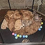 puppy, dog, playpen, bed, fluffy, toy, indoor, sleeping, resting, brown, colorful, pet, animal, cute, young, fur, floor, enclosure, relaxing, canine