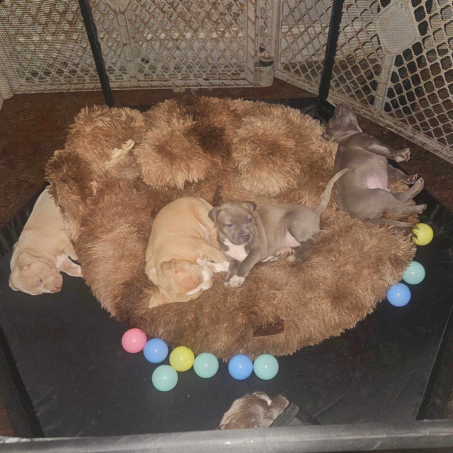 The Hybrid Breed is registered to the contest to win money with this photo: animal, bed, brown, canine, colorful, cute, dog, enclosure, floor, fluffy, fur, indoor, pet, playpen, puppy, relaxing, resting, sleeping, toy, young