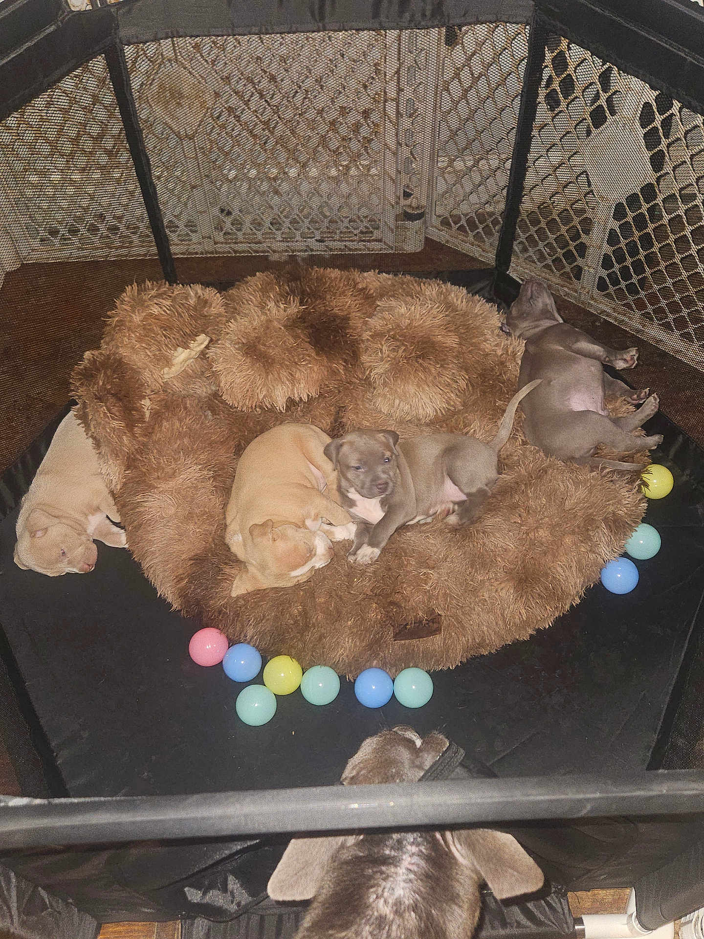 The Hybrid Breed is registered to the contest to win money with this photo: puppy, dog, playpen, bed, fluffy, toy, indoor, sleeping, resting, brown, colorful, pet, animal, cute, young, fur, floor, enclosure, relaxing, canine