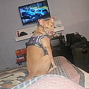 Chakah is registered to the contest to win money with this photo: dog, service_dog, bed, quilt, indoor, television, microwave, furniture, electronics, pet, harness, brown_dog, resting, home, wall, blanket, appliance, sitting, household_items, room