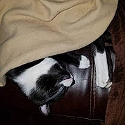Mr.whiskers is registered to the contest to win money with this photo: cat, sleeping, blanket, black_and_white, feline, paw, indoor, resting, cozy, leather_couch, pet, fur, cute, domestic_animal, relaxed, whiskers, animal, home, comfort, nap