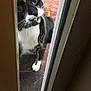 Mr.whiskers is registered to the contest to win money with this photo: cat, snake, door, black_and_white, animal, mouth, curious, pet, wildlife, outdoor, close_up, fur, whiskers, eye, paw, tile_floor, window, narrow_gap, predator, nature