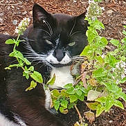 Mr.whiskers is registered to the contest to win money with this photo: animal, black_and_white_cat, cat, close_up, curious, domestic_cat, earth, flora, fur, garden, green_leaves, leafy_plant, lying_down, nature, outdoor, pet, plant, relaxed, whiskers, wildlife