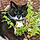 Mr.whiskers