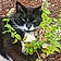Mr.whiskers