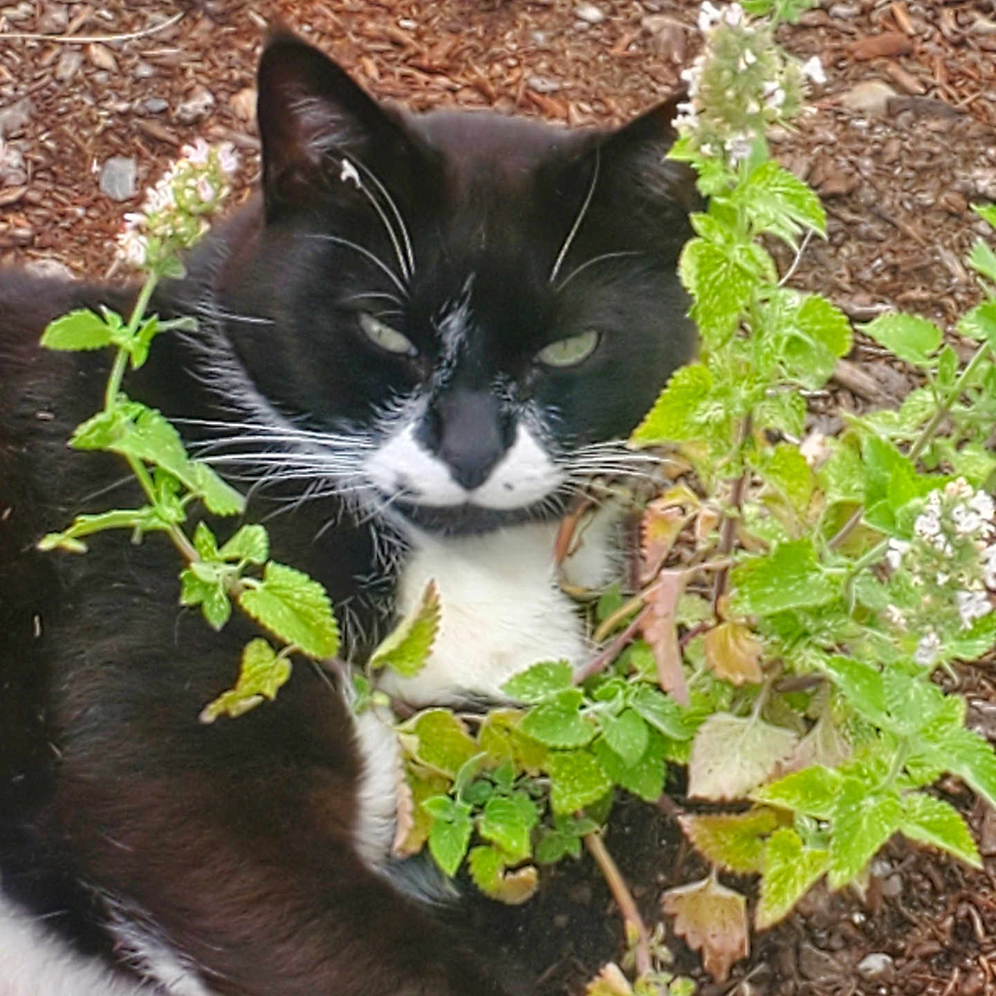 Mr.whiskers is registered to the contest to win money with this photo: animal, black_and_white_cat, cat, close_up, curious, domestic_cat, earth, flora, fur, garden, green_leaves, leafy_plant, lying_down, nature, outdoor, pet, plant, relaxed, whiskers, wildlife