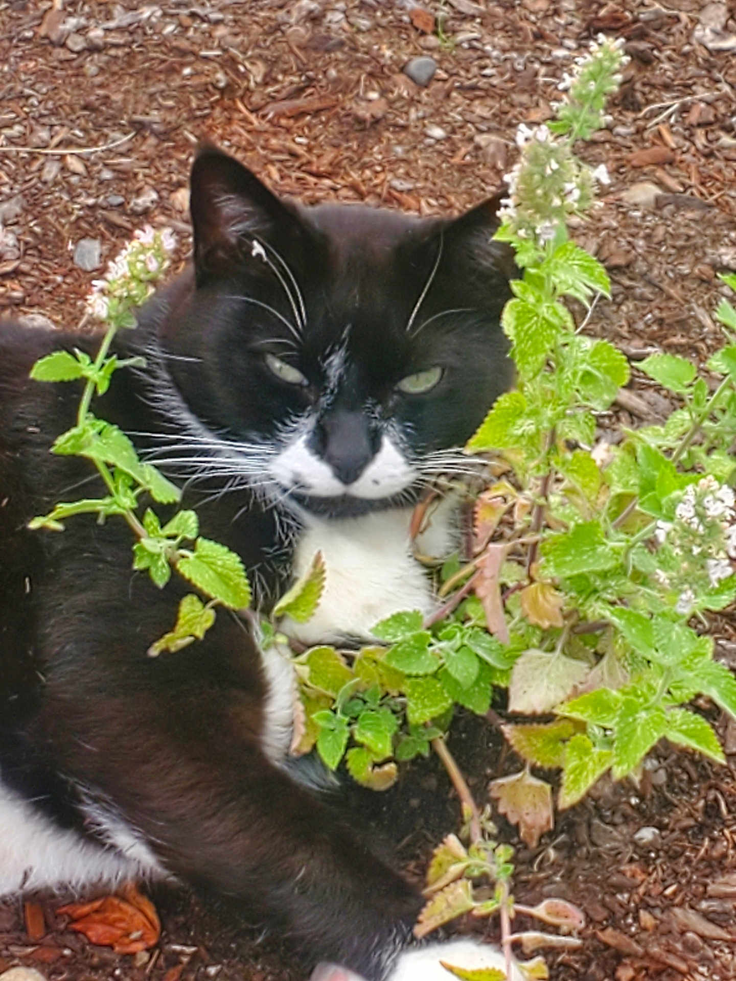 Mr.whiskers