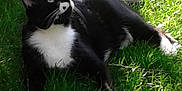 Mr.whiskers joined the competition — help win amazing prizes! cat, tuxedo_cat, black_and_white, grass, outdoor, sunlight, pet, animal, feline, nature, relaxing, curious, whiskers, paws, daylight, greenery, mammal, resting, fur, eyes