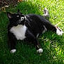 cat, tuxedo_cat, black_and_white, grass, outdoor, sunlight, pet, animal, feline, nature, relaxing, curious, whiskers, paws, daylight, greenery, mammal, resting, fur, eyes