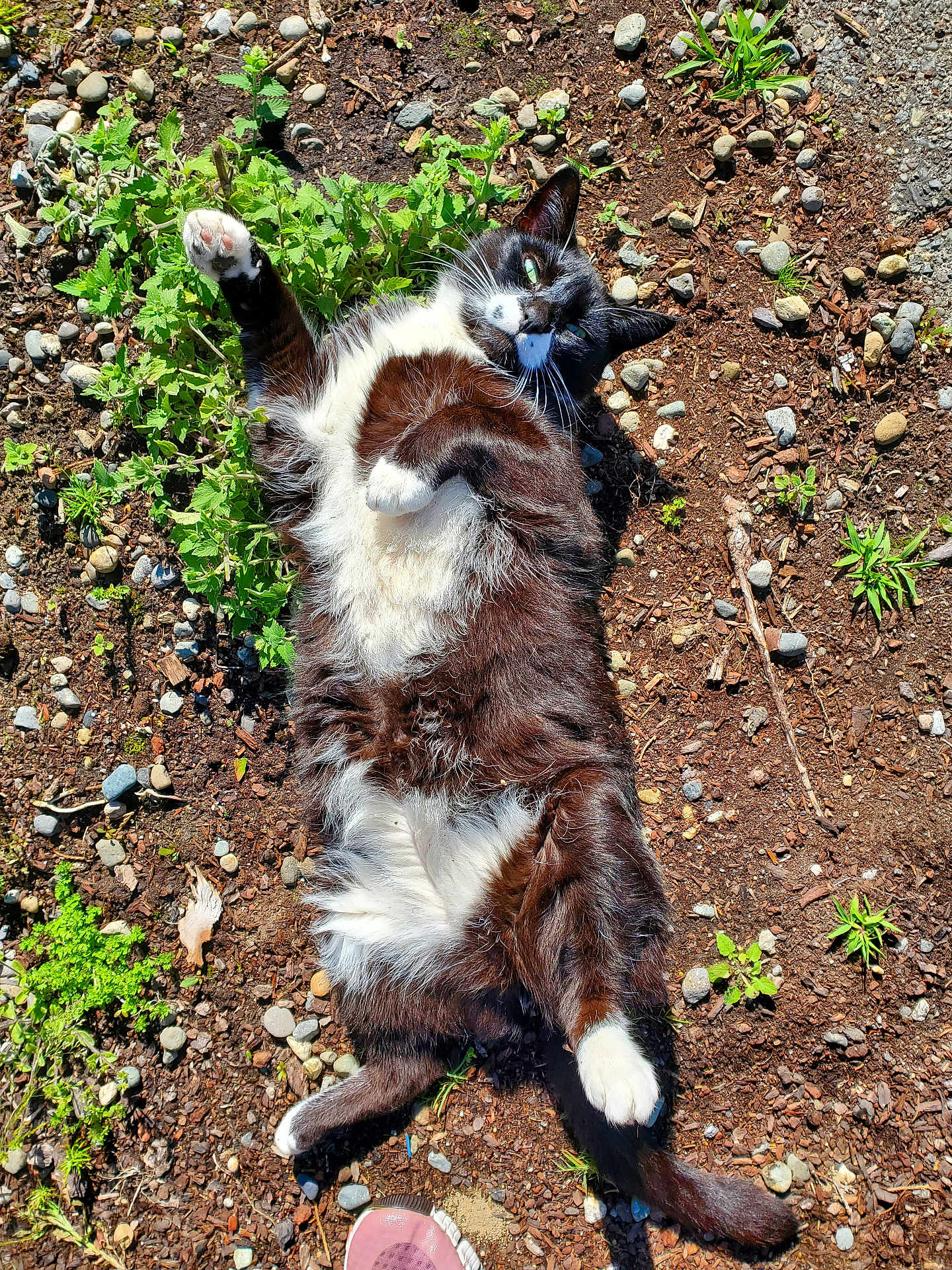 Mr.whiskers