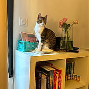 Liv a rejoint le concours — aidez-le/la à gagner de superbes lots ! cat, tabby_cat, bookshelf, books, notebook, vase, flowers, photo_collage, photos_on_wall, figurines, crate, curtain, window, desk, sitting, shelf, decor, wood_floor, power_socket, stationery